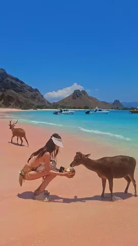 Rusa aja healing,masa kamu diam aja diruma🤔😃 #pinkbeach#labuanbajo#fyp#healing #nttpride🏝🔥 