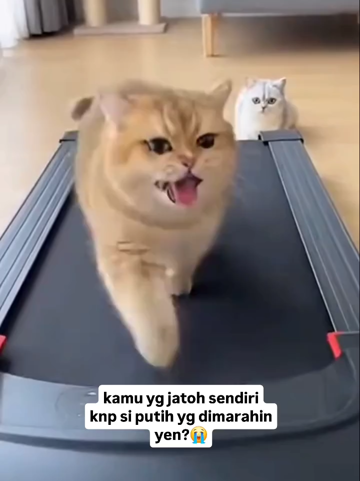 🐾 Seekor kucing oren sibuk main di treadmill, jatuh sendiri, lalu… malah marah ke kucing putih yang cuma nonton 🤭. Bukankah kita juga sering begitu? Saat terjatuh karena kesalahan sendiri, kita mencari “kambing hitam” untuk disalahkan. Padahal, Sang Buddha mengingatkan: “Orang bijak tidak menyalahkan orang lain, juga tidak menyalahkan dirinya sendiri.” 🪷 Hidup ini bukan tentang menyalahkan, tapi belajar bangkit. Saat jatuh, bukan menyalahkan sekitar… melainkan menumbuhkan kesadaran, belas kasih, dan senyuman untuk diri sendiri dan orang lain. 🌸 📅 𝗦𝗲𝘁𝗶𝗮𝗽 𝗠𝗶𝗻𝗴𝗴𝘂 cr: catty.bar 𝗪𝗜𝗕  📌 𝗩𝗶𝗵𝗮𝗿𝗮 𝗧𝗵𝗮𝗿𝗽𝗮 𝗟𝗶𝗻𝗴 𝗝𝗮𝗸𝗮𝗿𝘁𝗮 Jl. Pangeran Jayakarta No. 66 Blok A1-A3, Jakarta Pusat 📲 WA: 0878 8881 6767 cr:catty.bar #Vajrayana #Compassion #MotivasiHidup #PeacefulMind #SpiritualJourney #Buddha #Dharma #Sangha #Meditation #meditationpractice #Dhamma #MUNI #Karma #buddhist #buddhism #mantra #doa #tara #mindfulnessmeditation