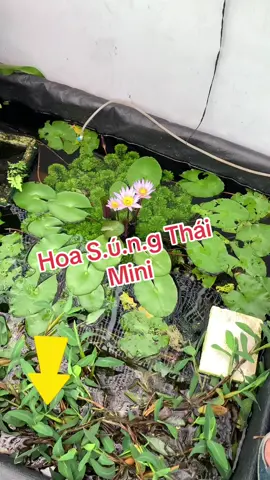 Hoa s.ú.n.g thái mini trồng hồ cá thuỷ sinh ngoài trời đơn giản dễ trồng#xuhuongtiktok #trend #thuducbettafarm #nguyentuanbetta #cayhoasung #caythuysinh 