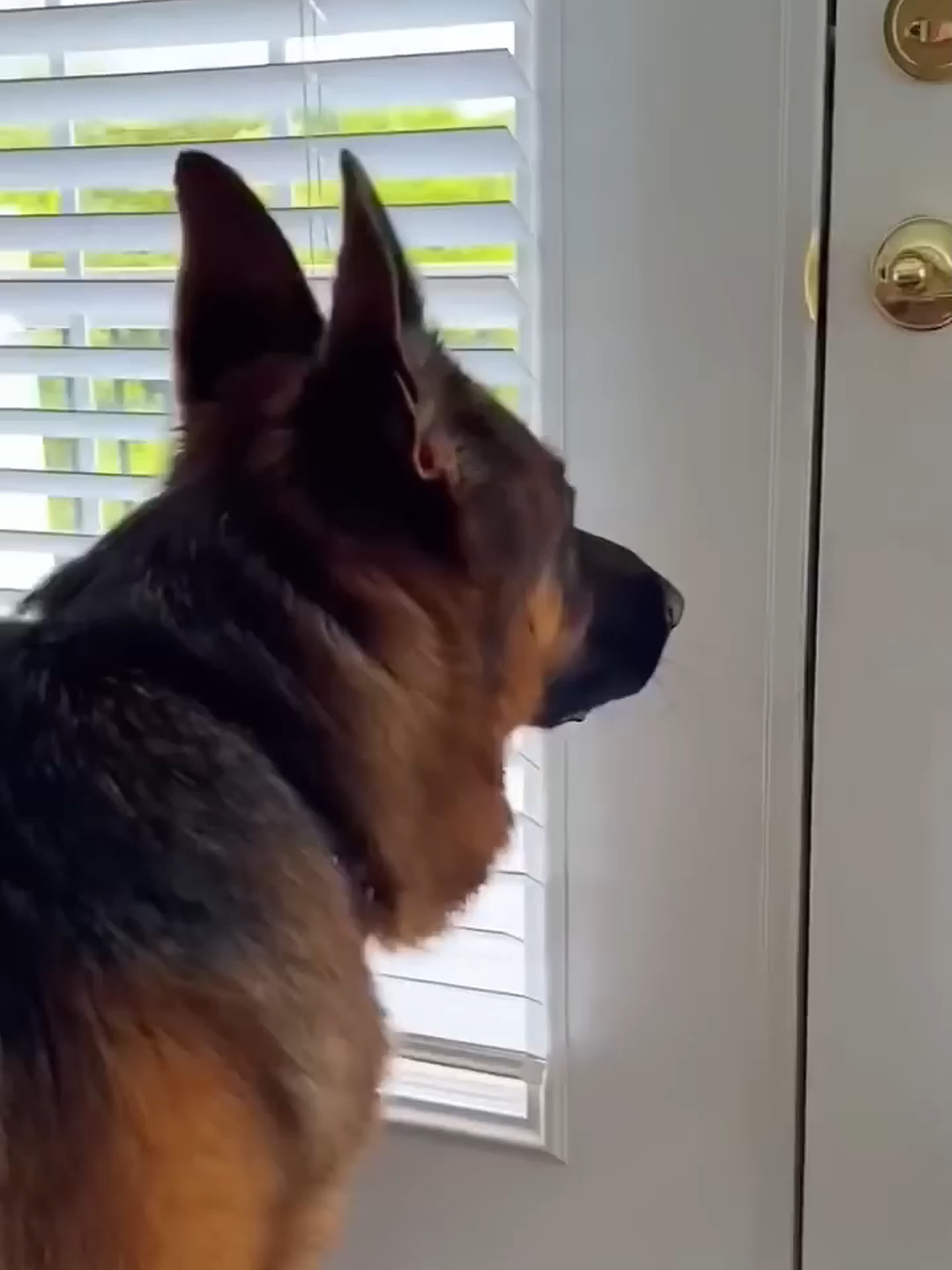 Funny german Shepherds 🐕😂😂😂 #funnyanimals #foryoupage #funnydog #dog #fyp