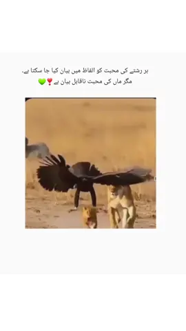 #بیشکــــــ❤😇 #urdu_words #foryoupage #viralvideo 