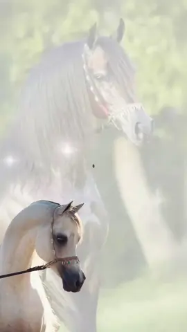 #creatorsearchinsights يا ليتني نسمة صباح في دنياك#رحال_الرحال #you #capcutvelocity #خيل_وخياله🐎 