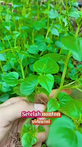 sirih cina untuk kesehatan #obatherbal #tanamanherbal #sirihcina #fyp 