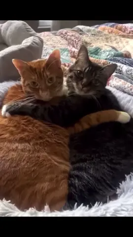 #cat #funnyclips #tiktokanimals #meme #funny 