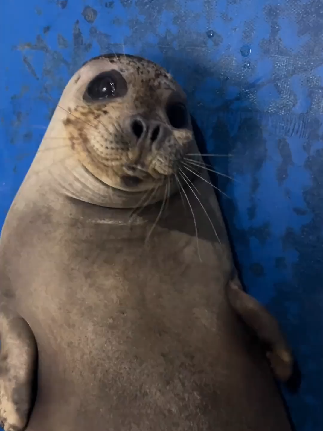 #seals #zoo