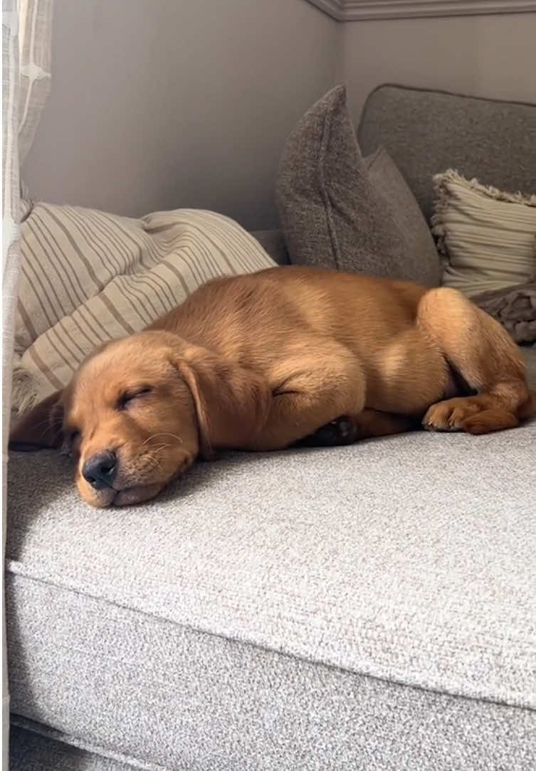 dog is sleeping#dog #fyp #dogsoftiktok #funny #funnyvideos