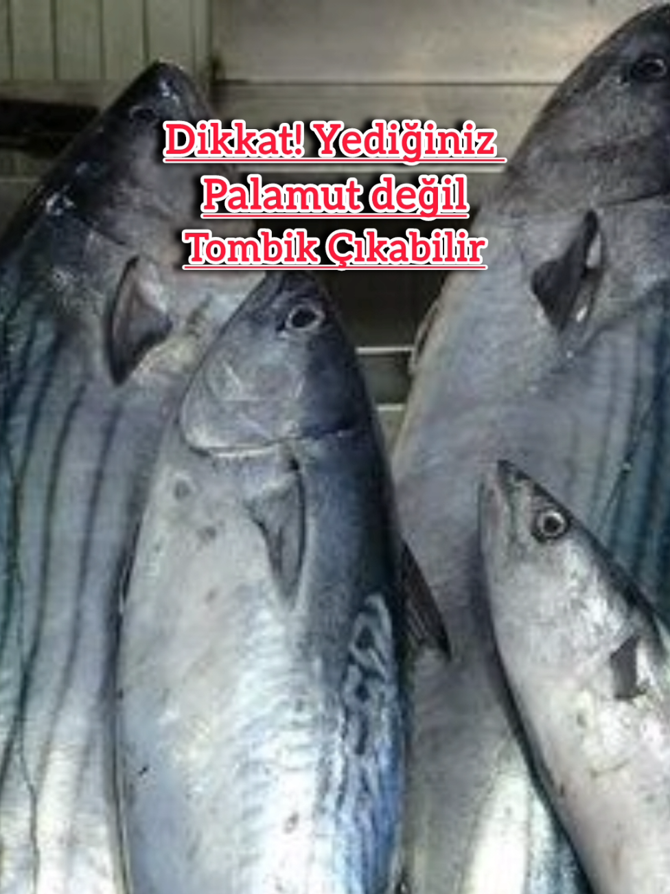 Ucuz sandığınız palamut tombik çıkabilir... #balık #keşfet #fyp #seniniçin #fypシ゚ 