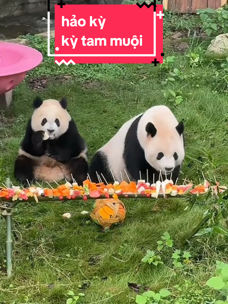 mami và mỹ ăn tiệc xiên que  #kỳtammuộipanda #奇三妹 #大熊猫奇颖 #hảokỳpanda #大熊猫好奇 