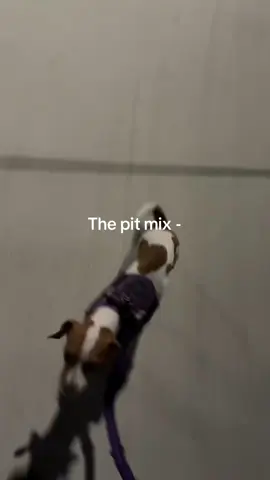 Scary dog privilege 