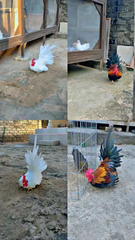 #CapCut bentar lagi redy jrnya paman 🤗 tentukan pilihanmu hehe #ayamkateceper #katelovers #ayamchabo #peternakmuda 