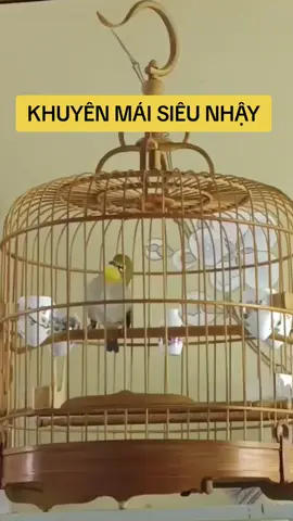 khuyên mái siêu nhậy của khuyên tây bắc #khuyenmai #khuyenmaisieunhay #khuyentaybac 