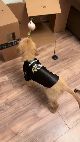 Ozzy is officially ready to join the @Baltimore Ravens fan base with his new game day jersey! 💜😂 #goldenretrieverpuppy #baltimoreravens #nflravens #goldenretriever #puppy 