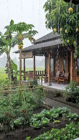 Hujan Rileksasi Kebun Sayuran Di Halaman Rumah,  #hujan #rainday #berkebunsayuran  #berkebundirumahaja  #kebundihalamanrumah 