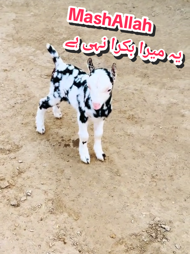 Baby Goat Care Tips And Proper Guide About Best Growth (Not Mine)  #goatcare #qurbani2026 #teddygoatslover #amirasif72 #kajlalover 