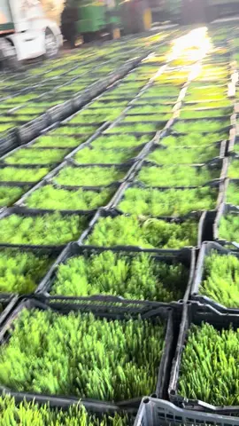 A darle a la Sebolla #javiercitolife #agriculture #sebolla #trabajo #viralvideos 