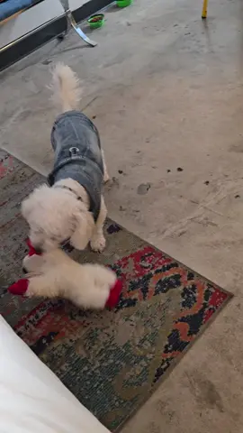 wrong #dogsoftiktok #dogpack #dogssupportdogs 