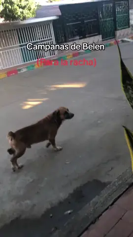 pa la racha #🔥🔥#larachaaaaaaaaaa🔥 #larachaaaaa🔥🔥🔥 #viral #fyp 