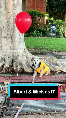 It’s crazy how much Albert & Mick look alike in the face #rescuedogsoftiktok #rescuedogsrock #itmovie #pennywise #spookybutcute #🤡🤡🤡 