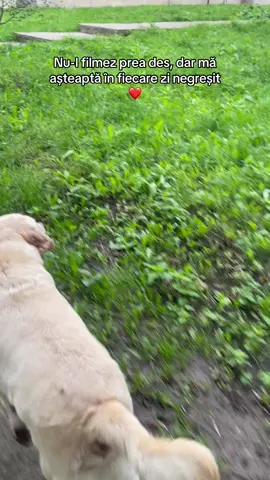 #straydogs #fypdogs #pentrucaini #cainiromania #dogsoftiktok 