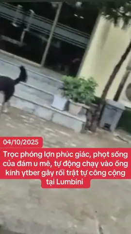 Trọc phóng phúc giác tu ké minh tuệ gây rối trật tự công cộng tại Lumbini #suminhtue #thichminhtue #doanvanbau #xuhuong #xuhuongtiktok 