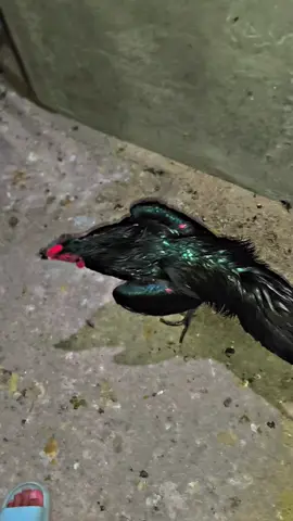 bang kenapa videonya mas malam terus?  karena pagi sampai sore full sibuk bang... ada waktu luangnya kalo malem makanya videonya pas malam terus,, seperti ituu..  salam satu hobi dari rowo Jombor, bayat, kraten, Jateng.  #CapCut #fyp #bangkok #fyppppppppppppppppppppppp #fypage 