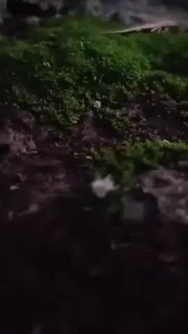 #CapCut 