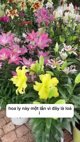 Hoa có đủ màu sắc, chị em bấm giỏ hàng đặt mua nhé #xuhuong #viral #hoaly 