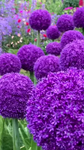 Tuyết cầu và thanh anh cực chill luôn a