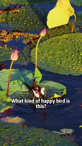 If you ever feel down, take a look at these peculiarly happy bird #Science #usa #bird 