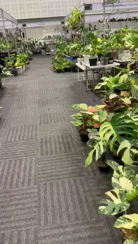 se aceptan pedidos plantas de tailandia 