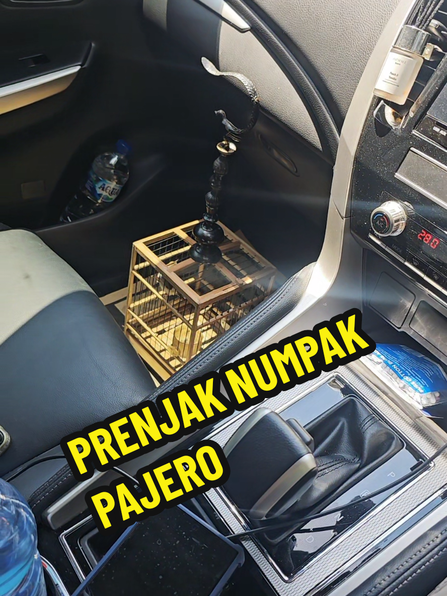 #prenjak #prenjakkepalamerah #prenjakgacor #kicaumania #fyp #viral #surakarta 