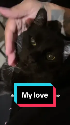 Coming home to you is the best feeling 🖤 #gothgirltattoos #fyp #catsoftiktok #blackcat 