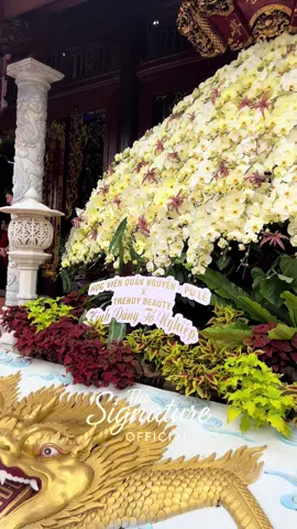 Quân Nguyễn - PuLê thành tâm dâng tổ chậu hoa lan cực khủng tại đền thờ tổ Tâm Linh Việt của NSUT Hoài Linh #thesignatureofficial #media #giotosankhau #hoailinh #quannguyenpule 