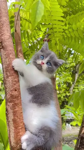 So Cuteee 🤗🥰 #kittensoftiktok #catlover #kucingtiktok #cat #fyppppppppppppppppppppppp 