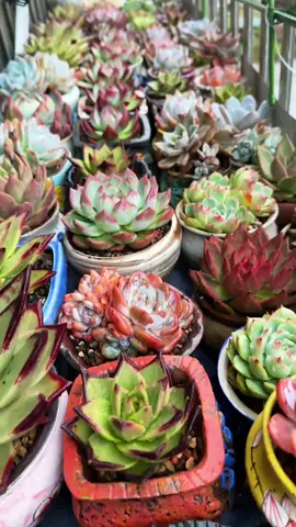 #sendaphuongthao #senda 