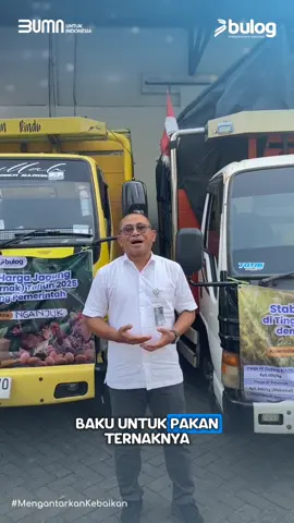 jagungmu ready jii🌽   #bulogdukungswasembadapangan #jagungbulog #bulogsahabatpetani #jagungpakanternak  #bulog 