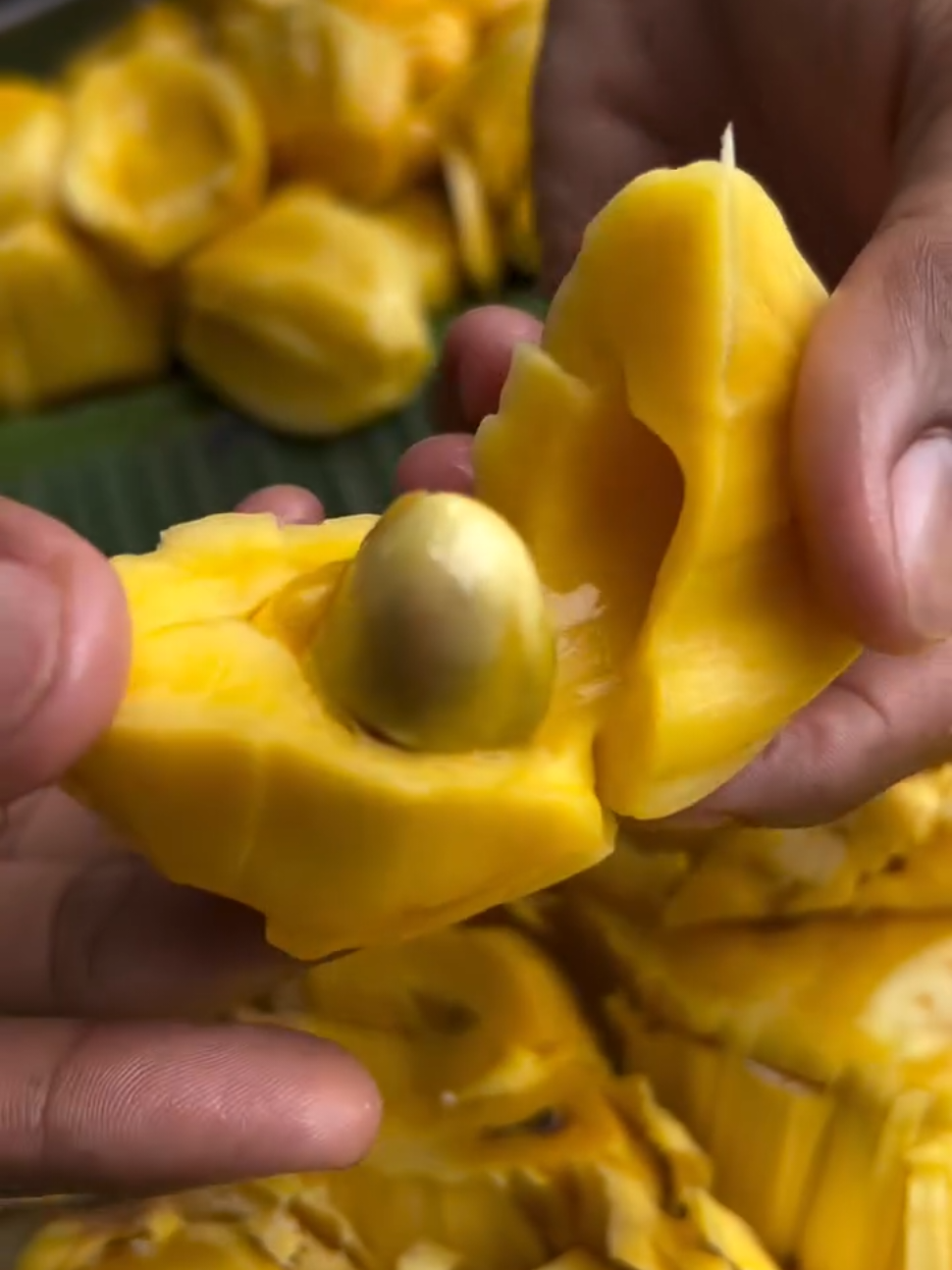 😋😋🥰🥰 #nangka #kebunnangka #jackfruit 