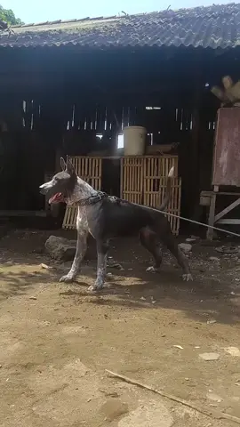 #anjingpemburu #pemburubabihutan🤘🐗 #anjingterfit #anjingterkam #anjingkampung #dog🐕 