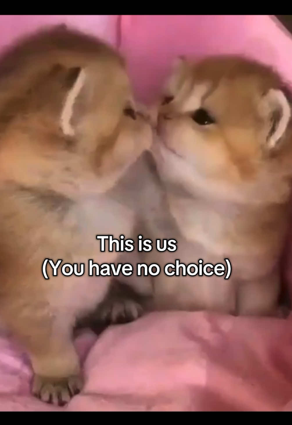 ,,This is us”(you have no choice)#cat #fyp #loveyou #youandme #us? 