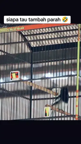 yang penting kita sudah berusaha 🤣 #kicaumania #lombaburung #kacermania #kacer 