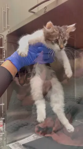Meet Lucky.. I’m praying he survives his injuries. #davidloop65 #fyp #kitten #kittensoftiktok #cattok @Missy Ramos @stefanie.lynn00 @Maddie <3 @Ashley Loop 
