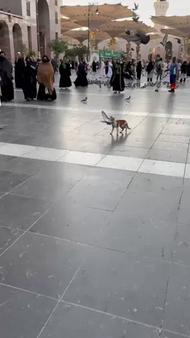 #foryou #viral #الشعب_الصيني_ماله_حل😂😂 #foryoupage #حجر 