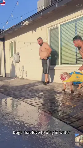 Dogs Who Love Playing in Water #Dogs#FunnyVideos#TrendingVideos #RecommendedForYou #USA