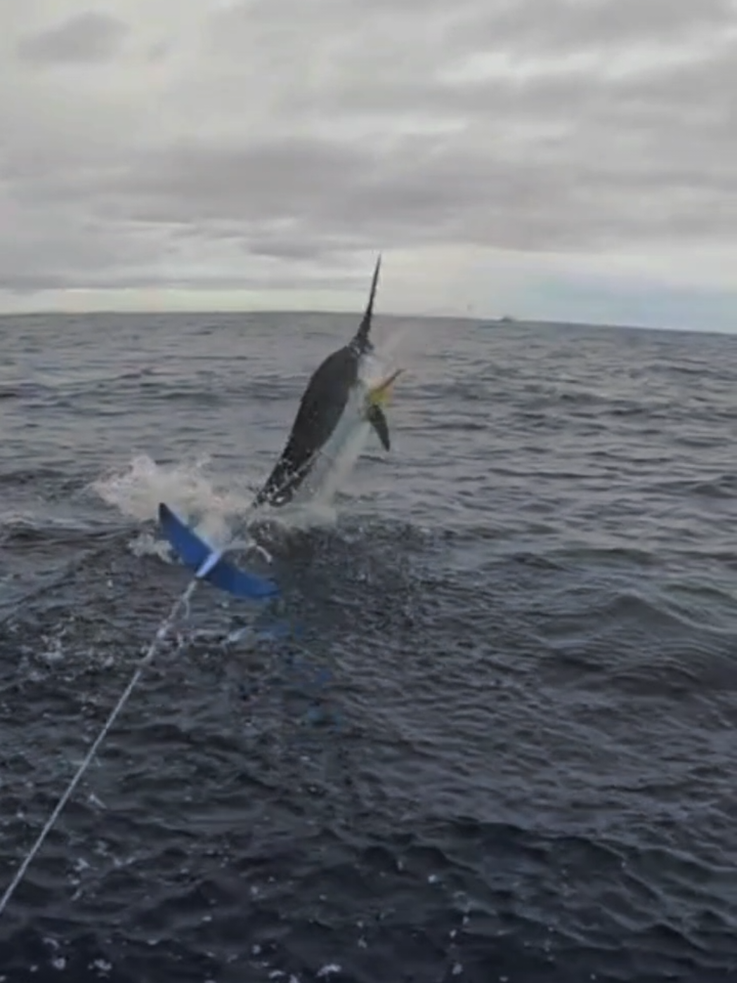 #mancingmania #marlin #soundviral 