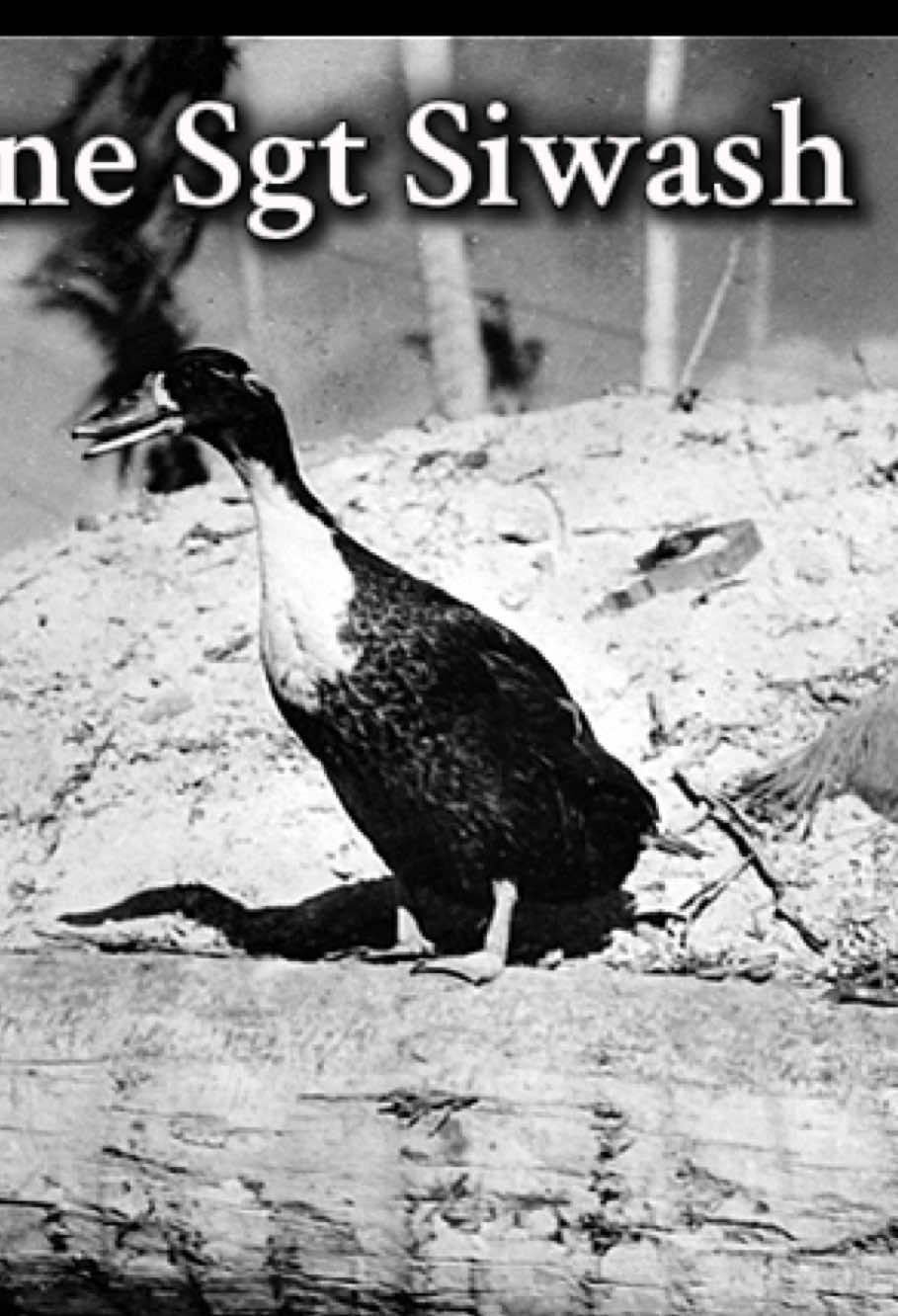 The #duck who served with the #marinecorps in #ww2 and engaged in battle at the #battleoftarawa … Sgt Siwash