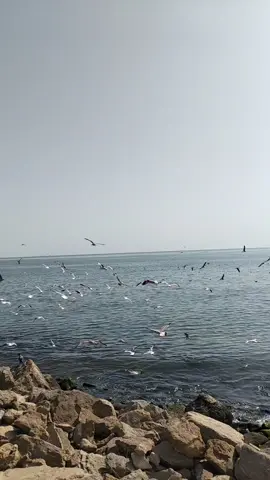 #keşfet🤲🤲🤲🌹🌹🌹 #keşfetteyizzz #fup #keşfet🤲🤲🤲🤲 