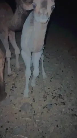 #شعب_الصيني_ماله_حل😂😂 #العيص #البل 