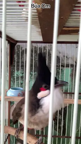 Giọng tông đôi tông ba, mở cho chym của các bác nghe xem nó phản ứng như nào😊 #chaomao #chaomaoboivip #BúaCM