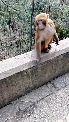 #fentysuperbrandday #tiktok #monkey #foryou 