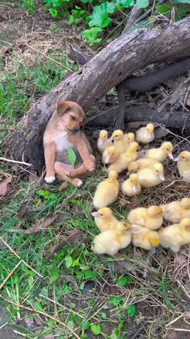 When the guard dog falls asleep on duty… but the ducks don’t mind 💤🦆🐾” #puppies #fyp #dog #puppylove #adorable